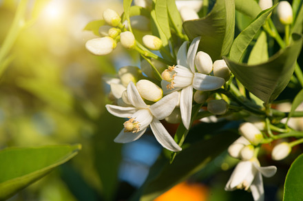 Blossoming orange tree.