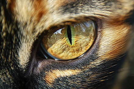 Macro photo of cat eye, an Animal Photo by AlyaAnd