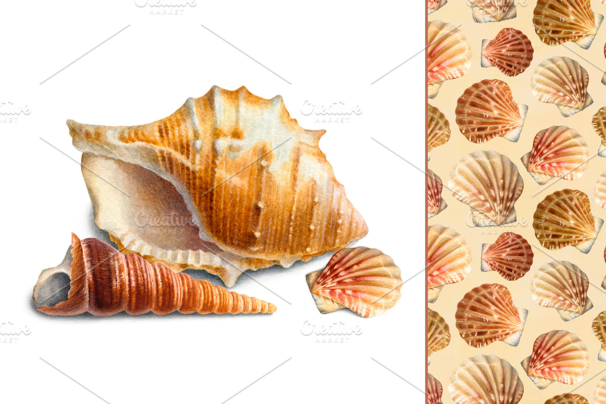 Sea shells, a Texture Illustration by Sundra (Photo 3 of 5)
