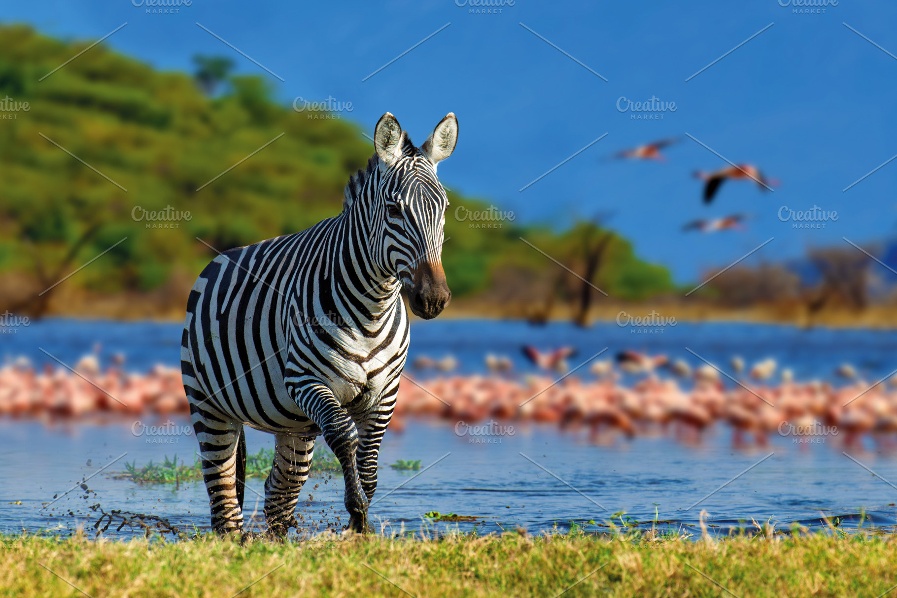 Zebra in the background flamingo. National Park of Kenya, Africa, an Animal Photo by Byrdyak