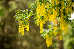 Golden rain tree branch with yellow, a Nature Photo by COLORFUL
