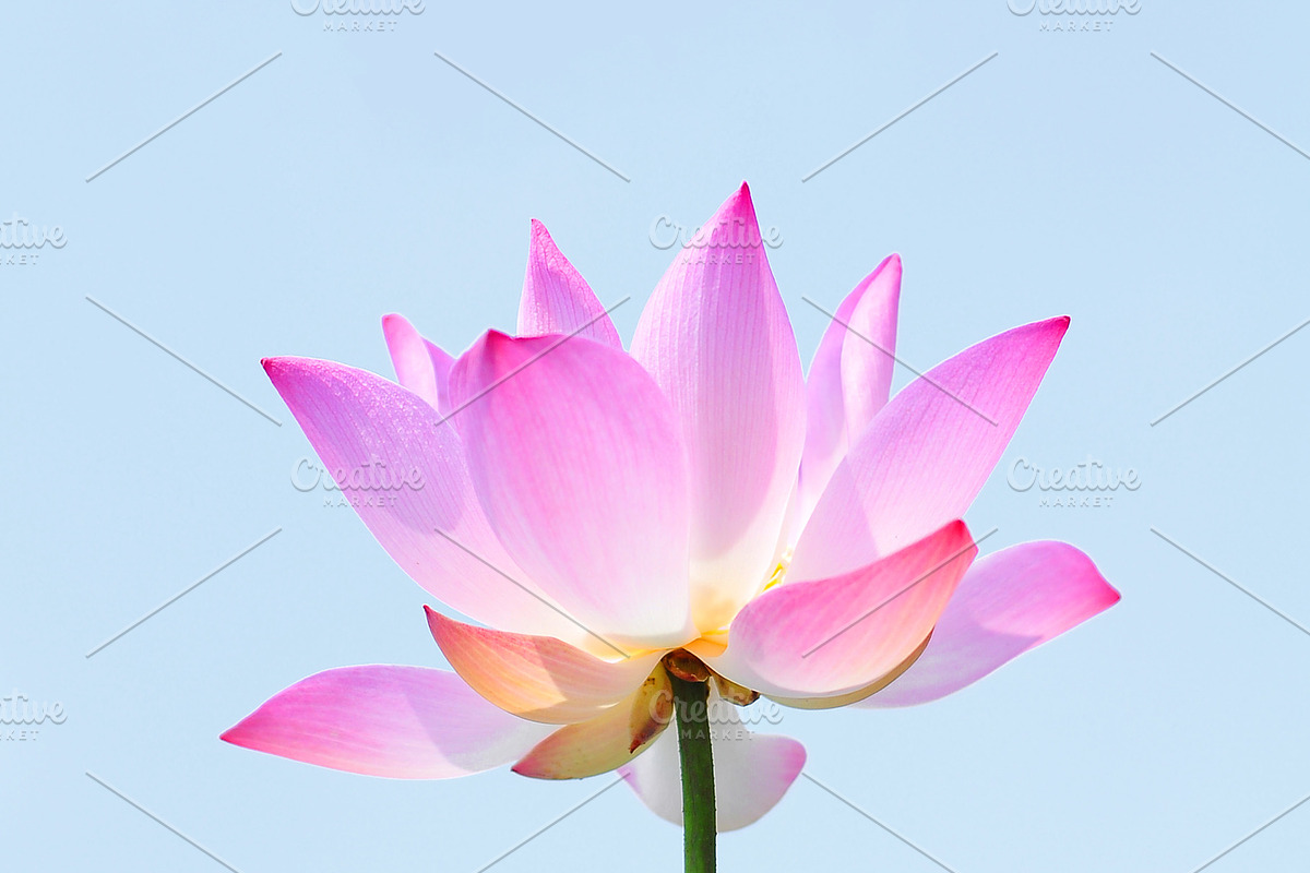 Pink Lotus Flower Wall Art, a Wallpaper Photo by VietArtworks (Photo 6 of 6)
