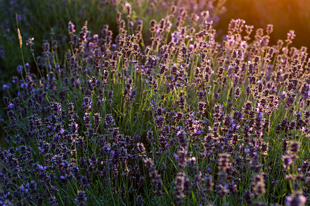 sunset on lavender fields