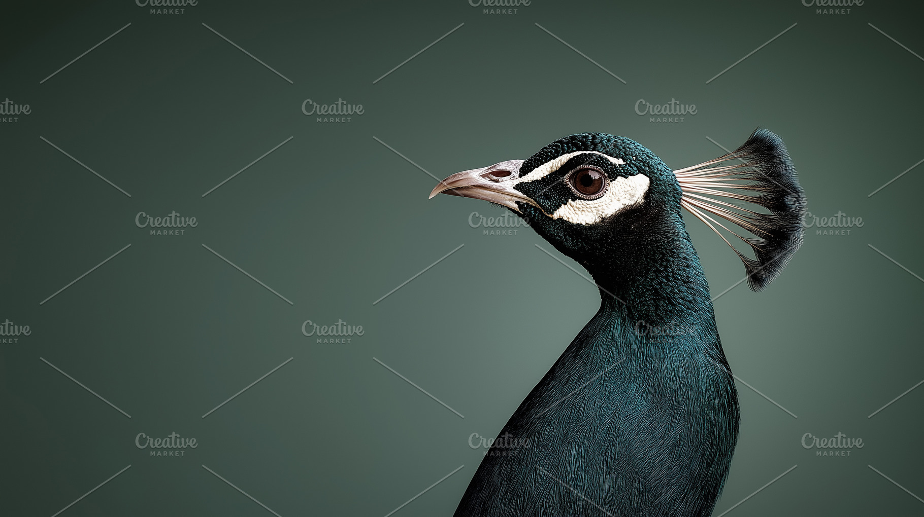Elegant peacock on a vivid green, an Animal Photo by MistyDay