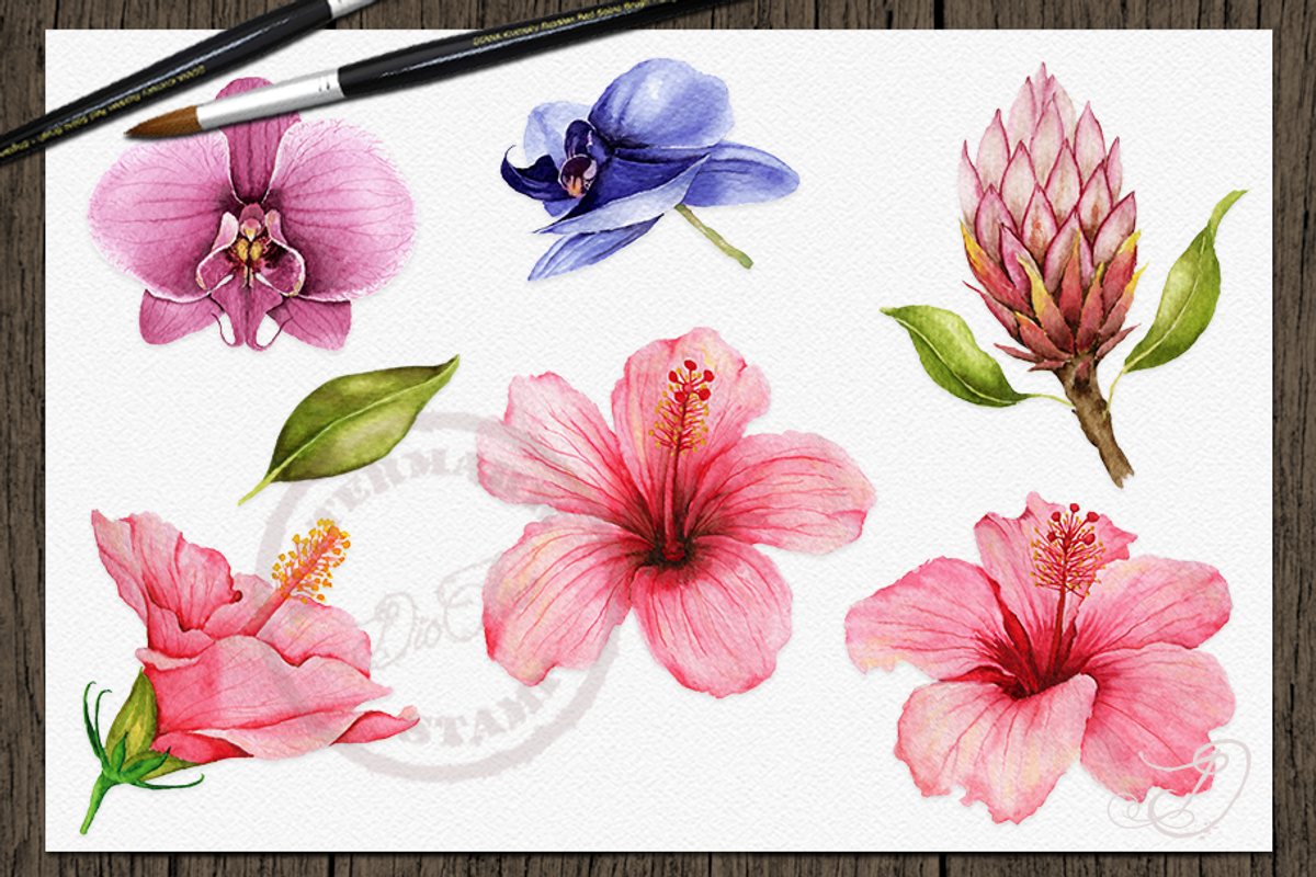 Tropical Big Pack Watercolor Clip, a Decorative Illustration by DioFlow (Photo 14 of 26)