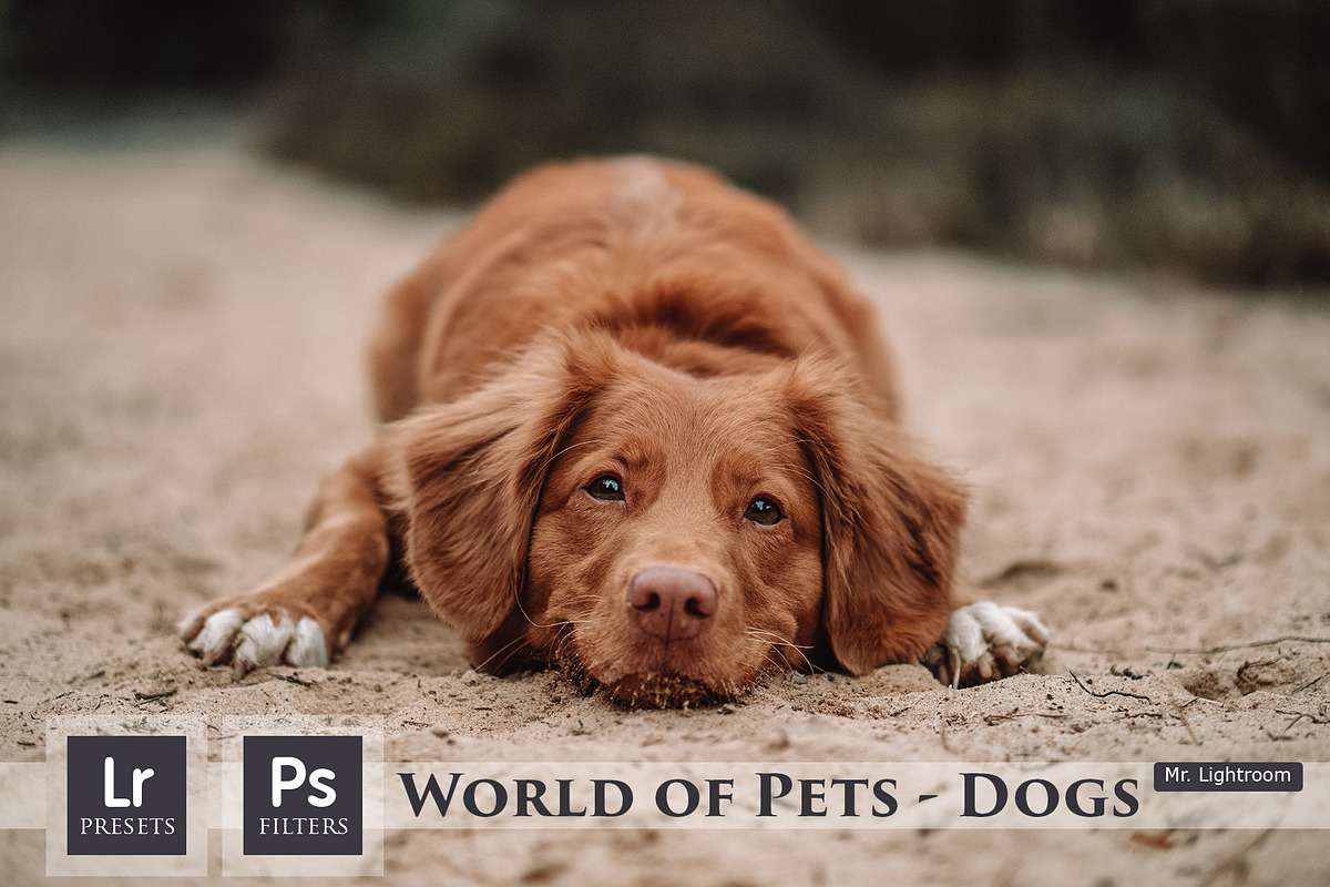 World of Pets Dogs Lightroom Presets, a Preset Add-On by HappyNews (Photo 1 of 7)