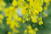 Flower & Garden Collection 15 photos, a Nature Photo by Silent Nature (Thumbnail 12 of 14)