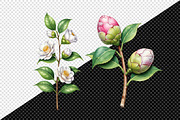Camellia Flower Bloom PNG Clipart, an Illustration by Creative Art (Thumbnail 8 of 10)