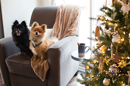 Christmas puppies featuring pomeranian, christmas, and holidays