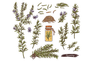 Rosemary Plant Set - Flowers