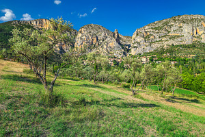 Olive plantation in Provence, a Nature Photo by Alpine Dreams