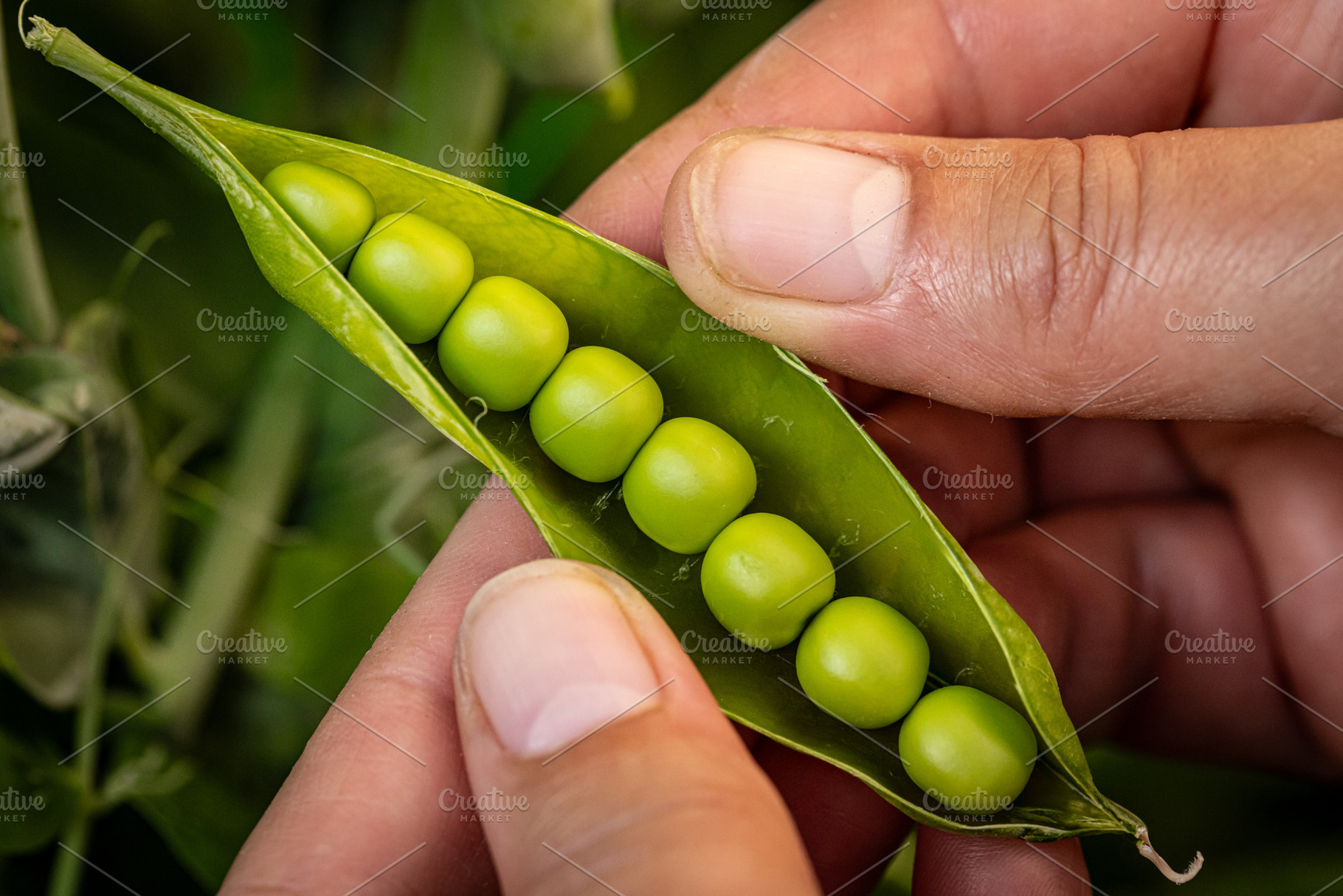 Farmer holding freshly picked green pea pod, a Photo by Grafvision photography