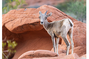 Bighorn sheep lamb grazing among, an Animal Photo by Backyard Stock