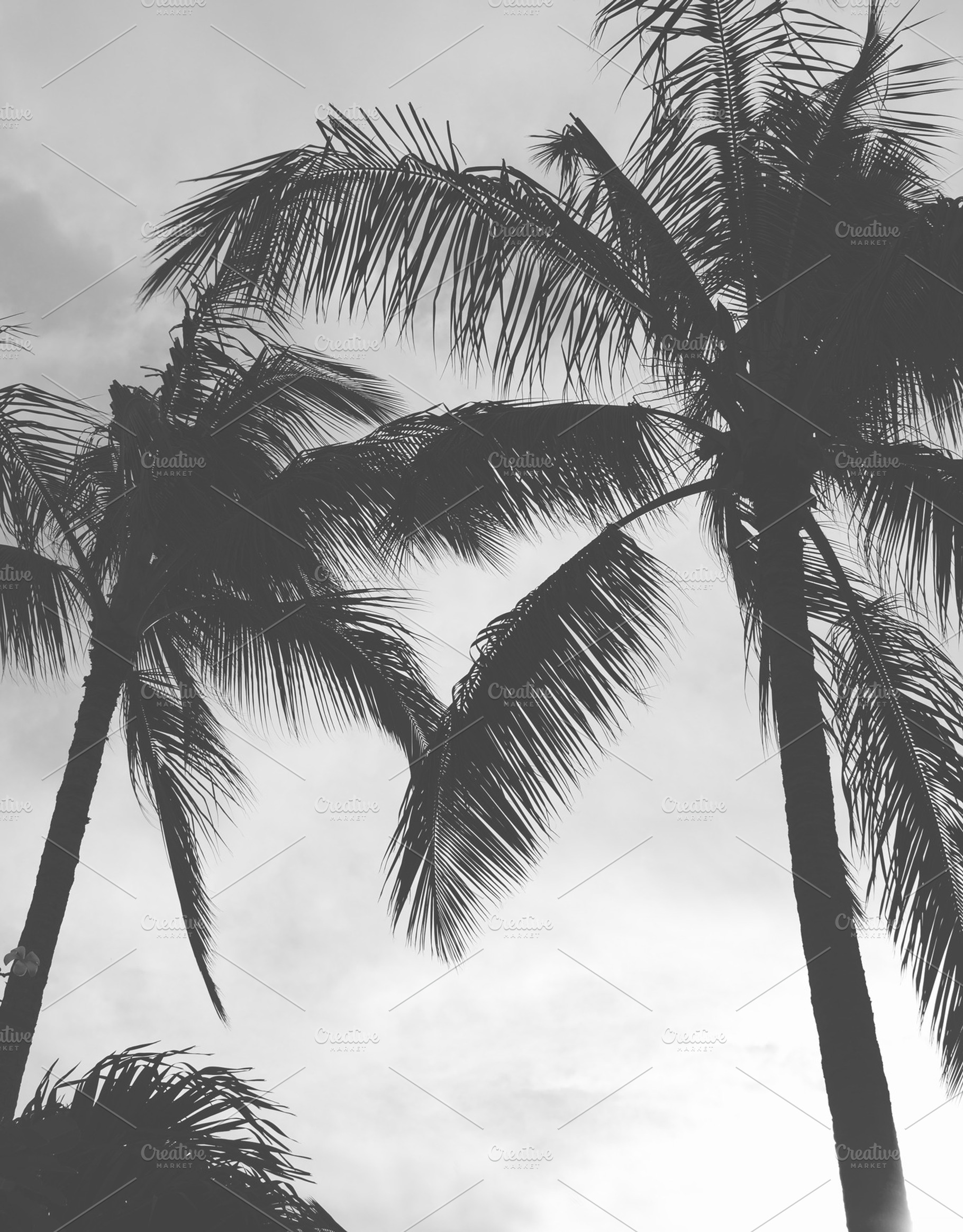 Kauai Palm Trees I, a Nature Photo by Satchel & Sage
