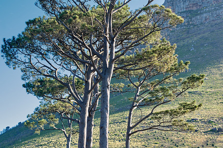 Flowers, plants and trees on mountain side in South Africa, a Photo by Peopleimages.com
