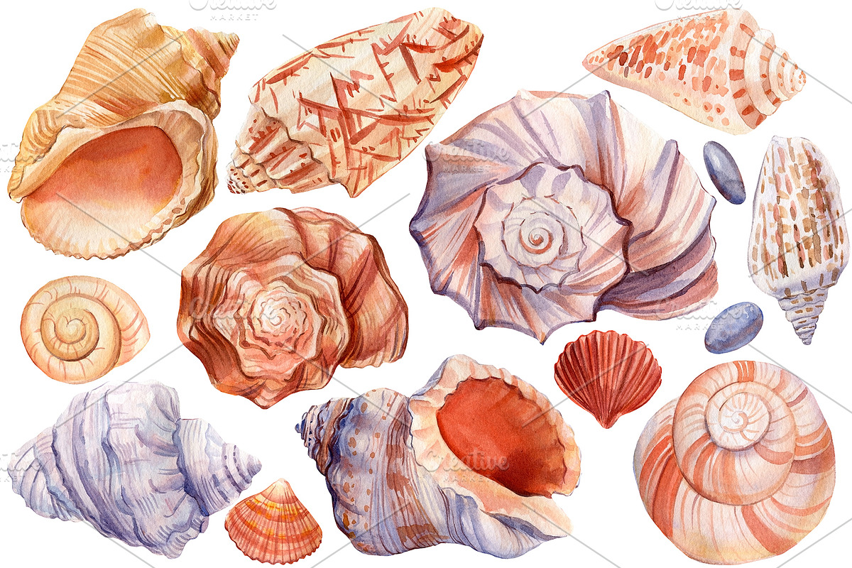 Seashells and fish, watercolor, an Animal Illustration by Hanna Hryharenka (Photo 16 of 20)