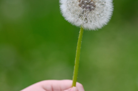 Little girl holding a dandelion flower in her hand on a backgrou, a Nature Photo by Byrdyak
