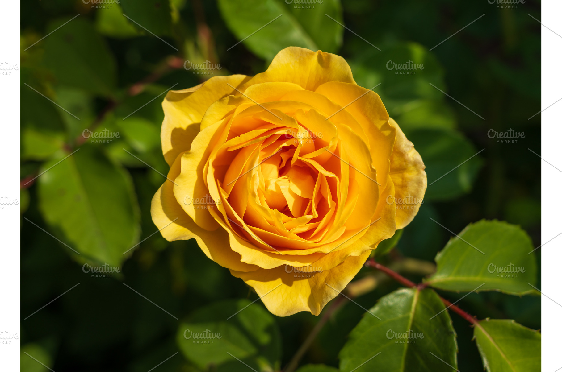 Golden butter colored single rose, a Nature Photo by Backyard Stock