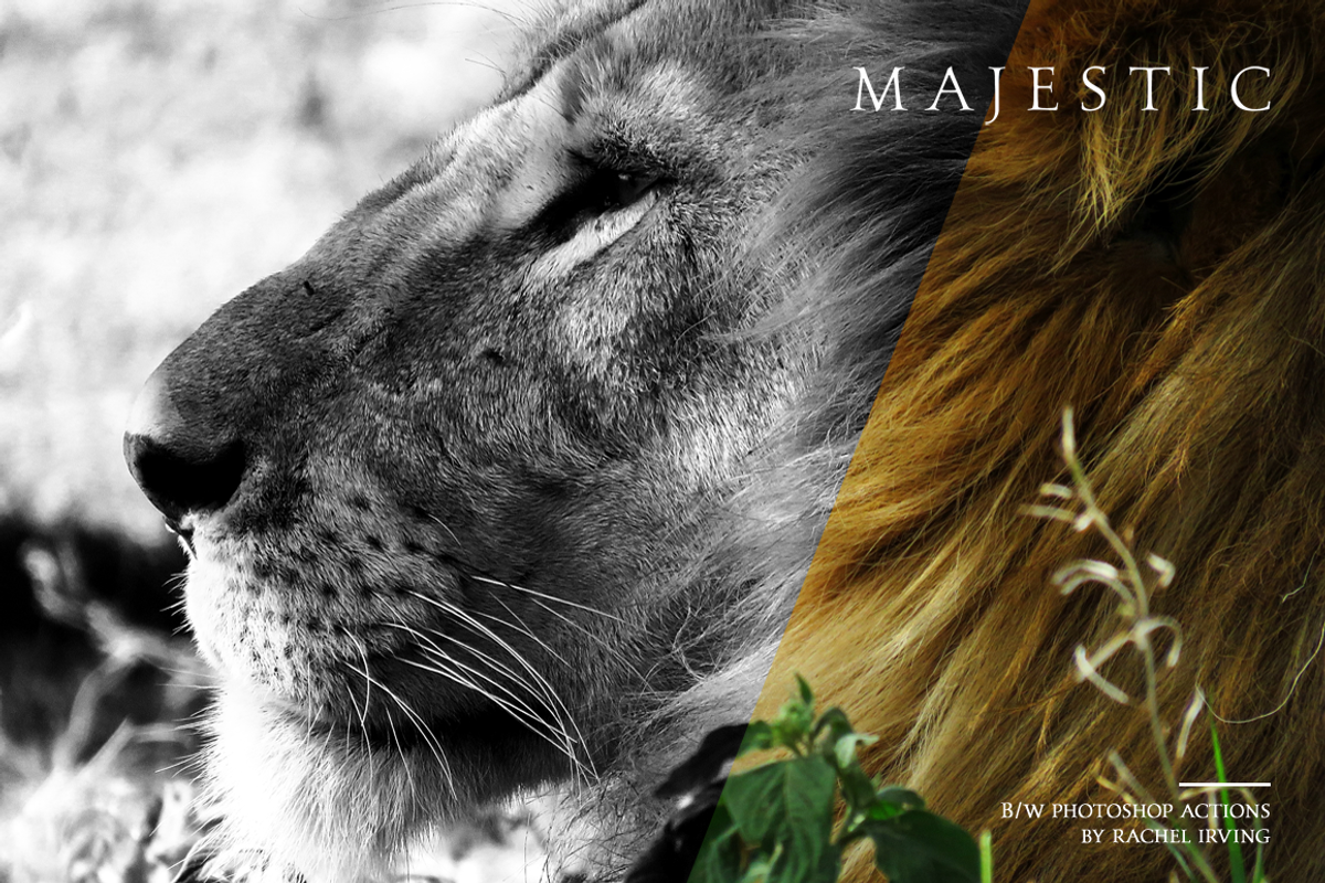 Majestic: Black + White PS Actions, an Action Add-On by Heart + Soul Studios (Photo 11 of 15)