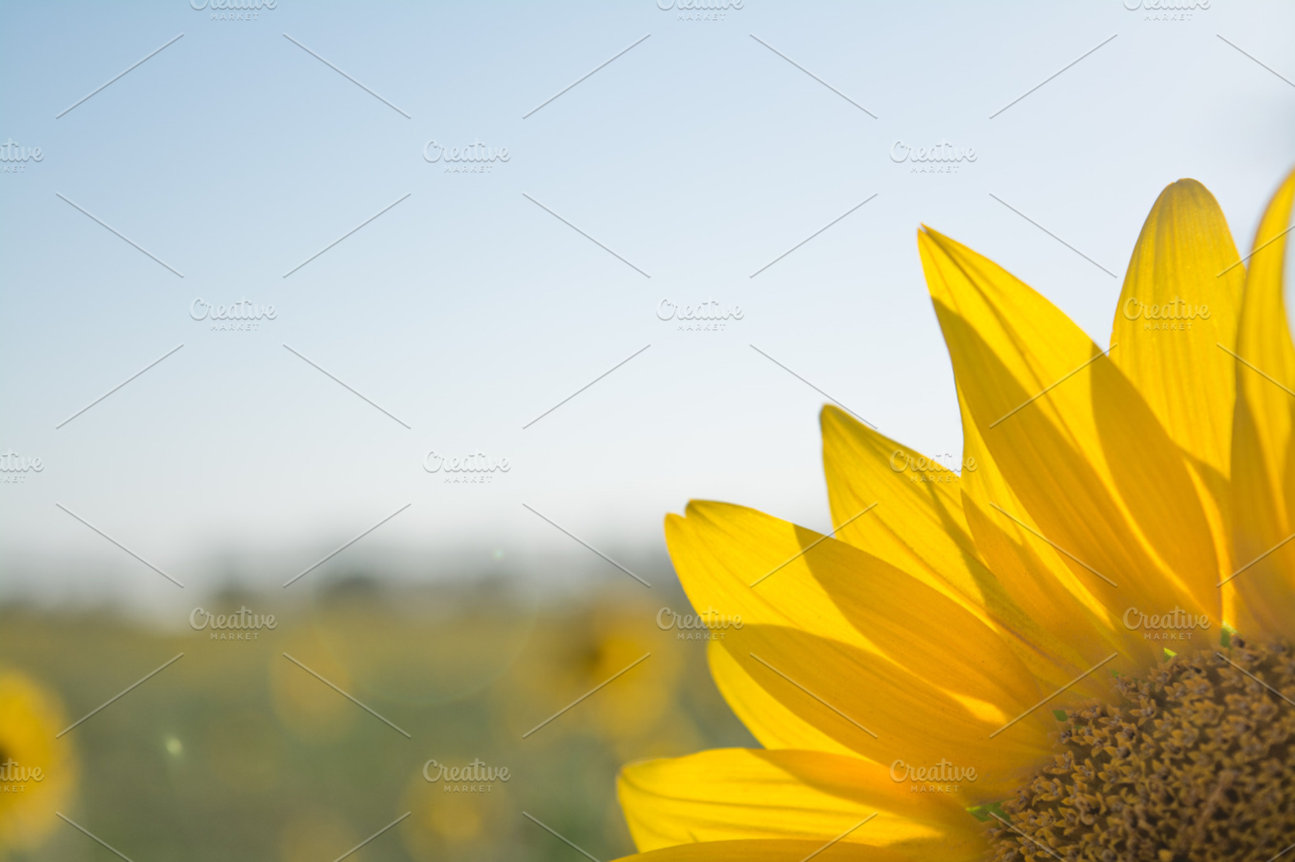 Sunflower petals containing sunflower, flowers, and field