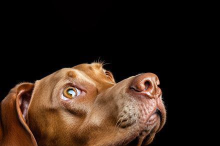Close up of a dog looking up