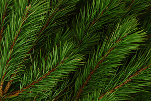 Background of pine branches.