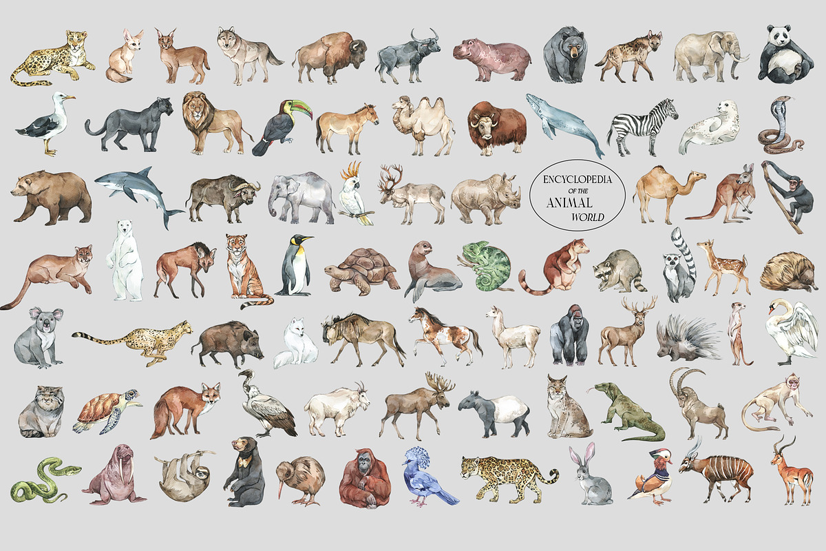 ANIMALS World Encyclopedia, an Animal Illustration by Anastezia Luneva (Photo 14 of 14)