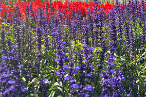 Salvia And Cockscomb Flowers Garden Background