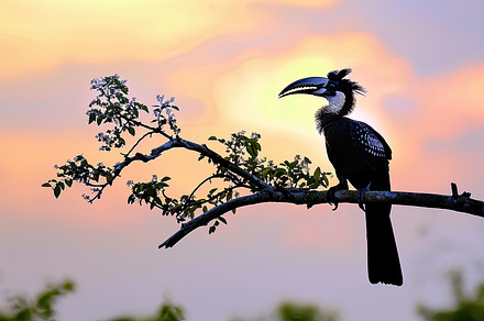 A colorful toucan sits on a branch,, a Photo by LOGOCREATIVE