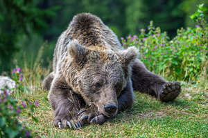Brown bear