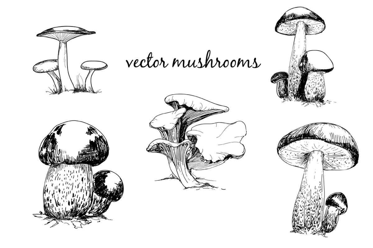 Set of mushrooms, a Food Illustration by Alena Kaz