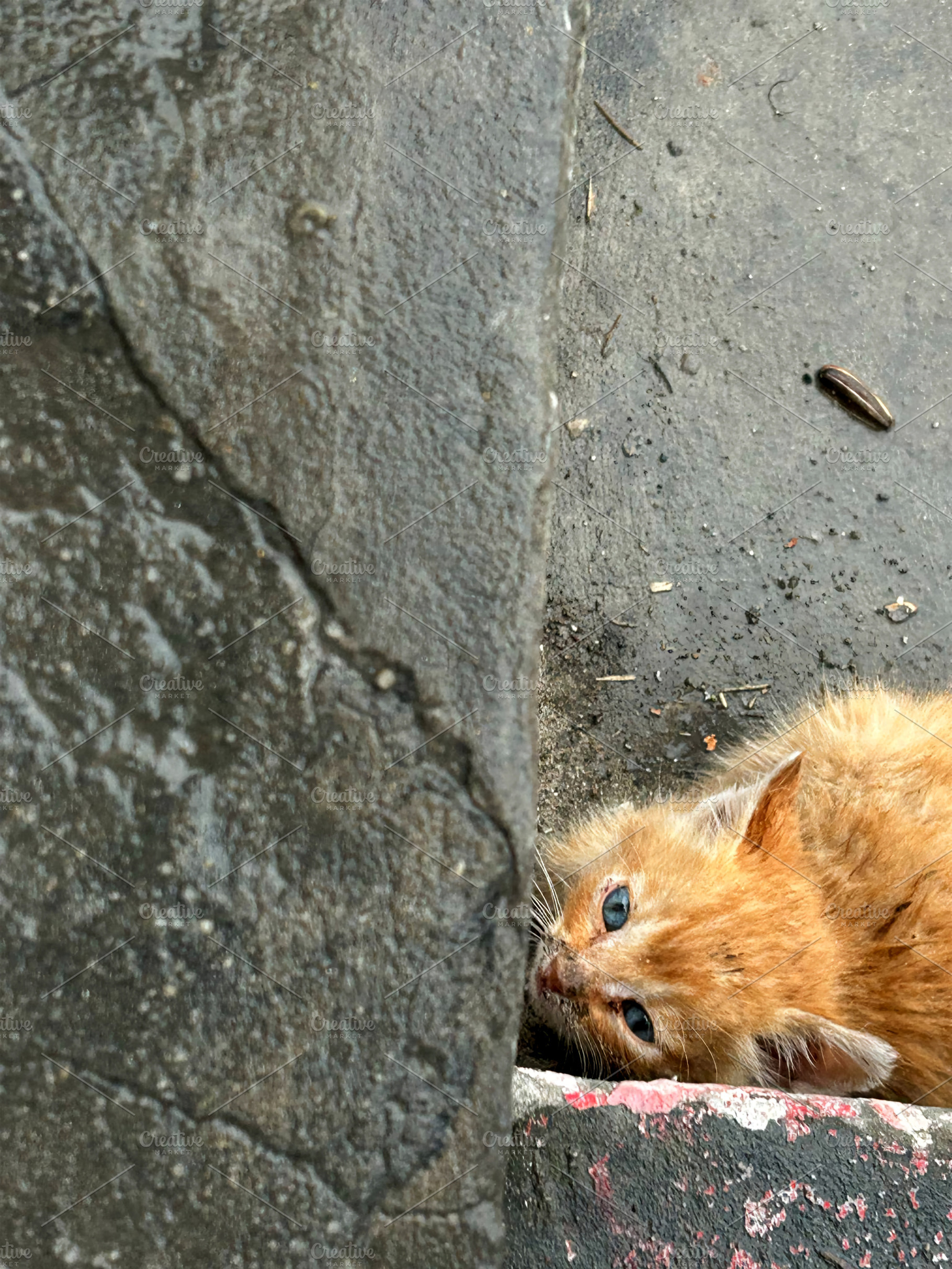 Urban Stray Kitten –Emotional Street, an Animal Photo by 3d_model_tifotizi