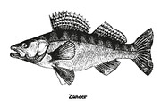 Fish collection, part 3, a Food Illustration by ZotovShop (Thumbnail 11 of 11)