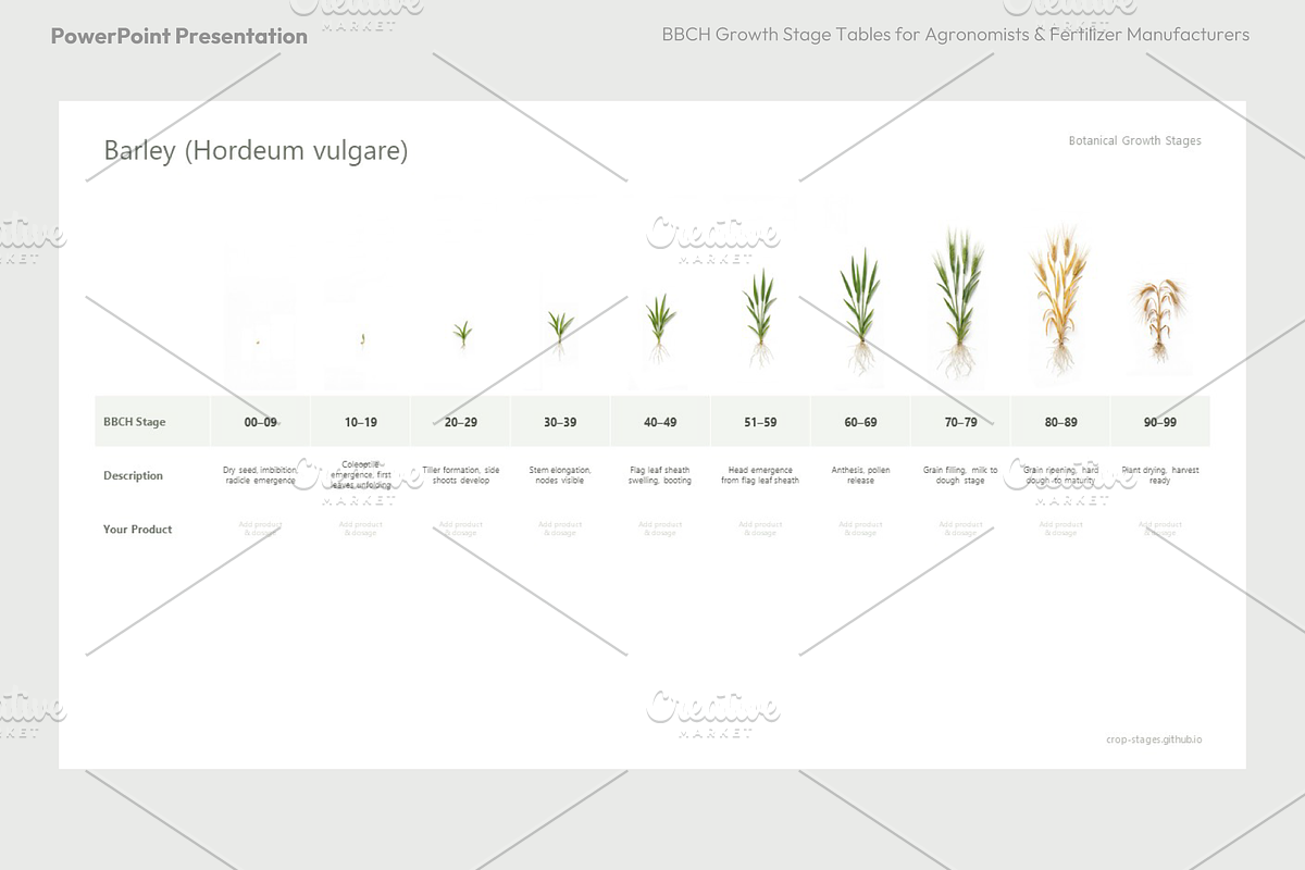 BBCH Growth Stages, Cereals & Grains, a Presentation Template by Ilia ...