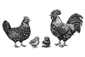 Hen chicken and rooster cock, an Animal Illustration by Valerie Bodnar