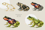 Animal Anatomy Study Pack, an Education Illustration by AnitaPol (Thumbnail 3 of 20)