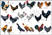 Watercolor Chicken Breeds Clipart, an Animal Illustration by FineArt (Thumbnail 4 of 11)