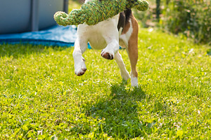 Beagle dog fun in garden outdoors ru featuring beagle, outdoors, and summer, an Animal Photo by MadPhotos