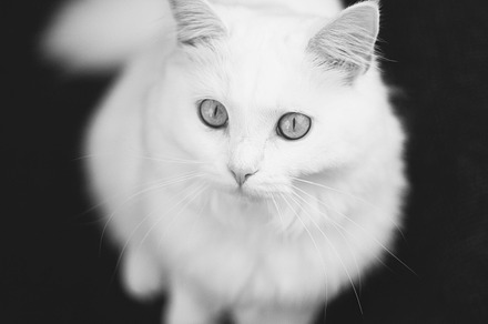Sweet Kitty. preview 6