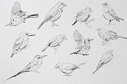 Birds of Africa Illustrations, a Decorative Illustration by CL Creative Studio (Thumbnail 3 of 14)