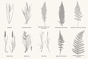 Fern & Grass Line Art Collection, a Decorative Illustration by AW Studios (Thumbnail 4 of 11)