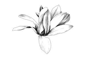 Hand Sketched Magnolia