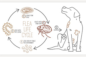 Flea life cycle. Four stages., an Animal Illustration by Anna's Shop