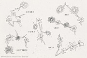 Birth Month Zodiac Constellations, an Illustration by IllustratorAnnie (Thumbnail 2 of 5)