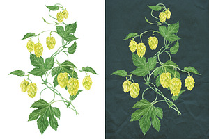 Hop Plant