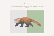 Red Panda Illustration – PNG, an Animal Illustration by LaurenFittonIllustration (Thumbnail 2 of 7)
