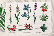 Vintage Jungle - Botany Tropical Set, an Object Graphic by Kaleriia (Thumbnail 7 of 12)