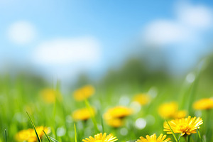 Bright yellow dandelion flowers, a Nature Photo by MistyDay