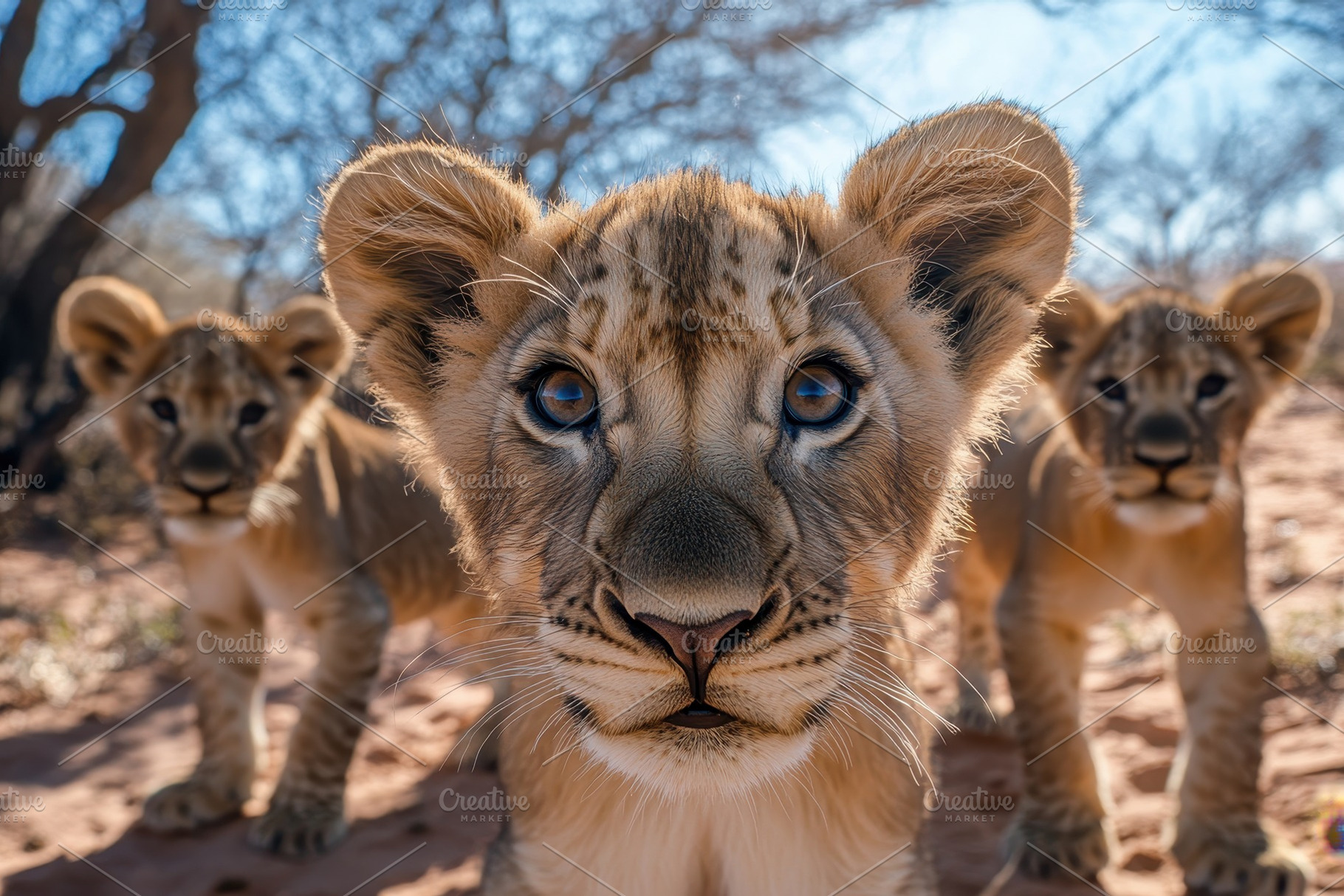 Teenage lions stare into camera, a Photo by Pavel_design
