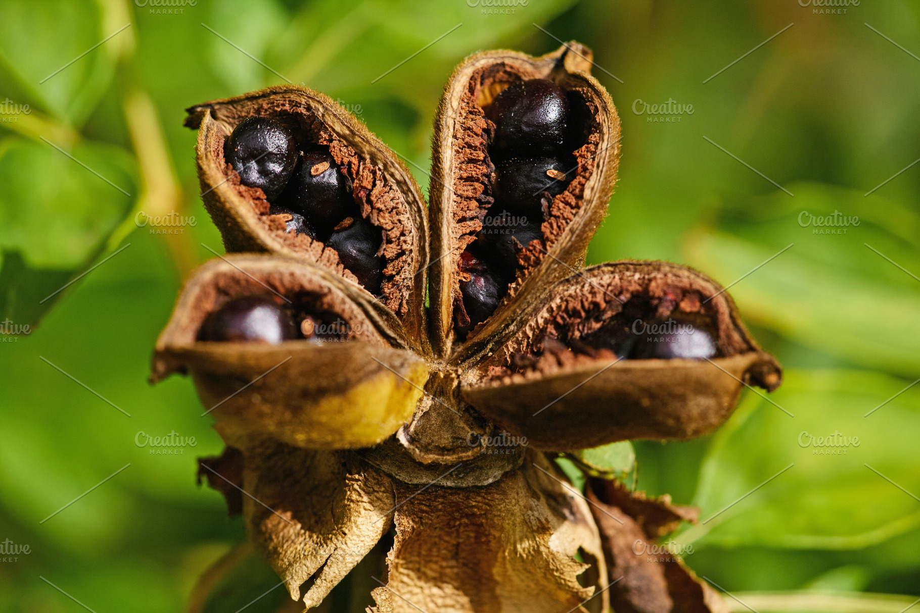 Open peony seed pod with shiny black seeds macro photo., a Nature Photo by Rohan Photography